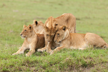 Naklejka na ściany i meble a pride of lions relaxing on the grasslands of the Maasai Mara