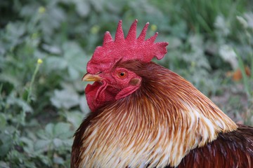 rooster