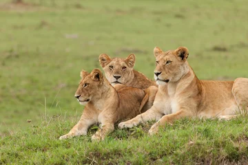 Crédence de cuisine en verre imprimé Lion a pride of lions relaxing on the grasslands of the Maasai Mara