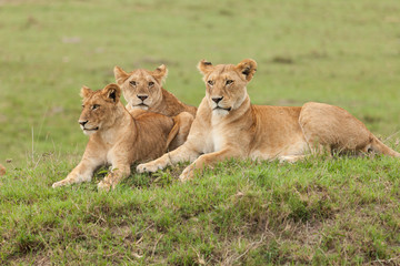 Plakat a pride of lions relaxing on the grasslands of the Maasai Mara