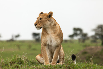 lions relaxing on the grasslands of the Maasai Mara