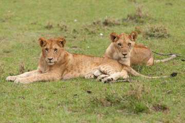 Obraz na płótnie Canvas a pride of lions relaxing on the grasslands of the Maasai Mara