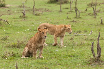 Obraz na płótnie Canvas lions relaxing on the grasslands of the Maasai Mara