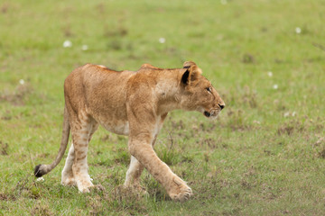 lioness prowling the grasslands of the Maasai Mara