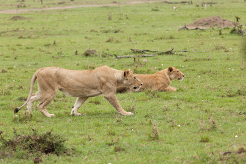 Fototapeta na wymiar lioness prowling the grasslands of the Maasai Mara