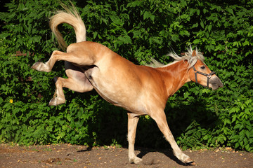 Kicking haflinger horse portrait against summer green bushes