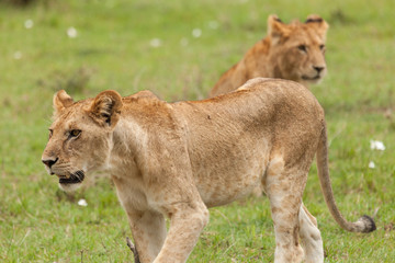 lioness prowling the grasslands of the Maasai Mara