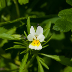 Flower of wild heartsease or Viola tricolor macro at flowerbed, selective focus, shallow DOF