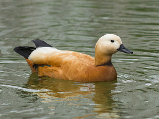Male Ruddy shelduck Tadorna ferruginea swimming close-up portrait, selective focus, shallow DOF