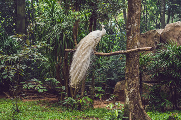 white peacock sitting on a branch in the park © galitskaya