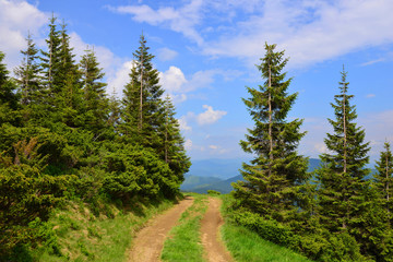 Fototapeta na wymiar Road through the pine forest in the Ukrainian Carpathians