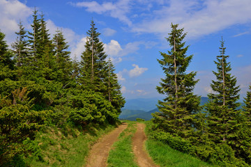 Road through the pine forest in the Ukrainian Carpathians