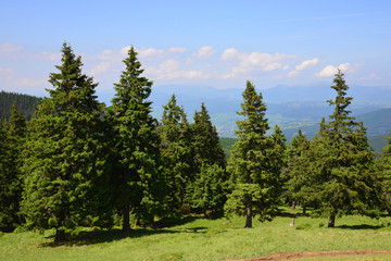 Fototapeta na wymiar Summer landscape in the Chornohora region of Carpathian mountains, Ukraine