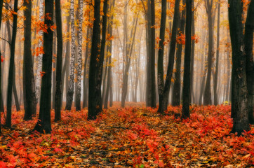 autumn forest. foggy morning in a picturesque autumn forest
