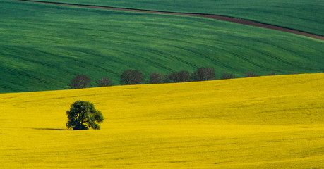 Obraz premium Green and yellow spring field abstract background