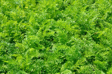 green stems of carrot leaves