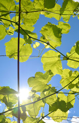 fresh green leaves in front of the sun