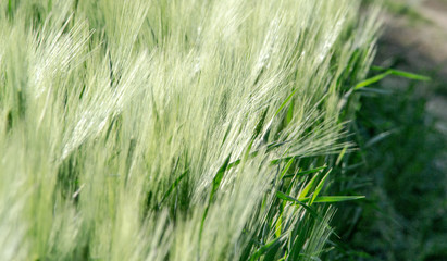 Green spring rye field abstract background