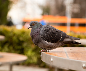 Dove on the table in the park