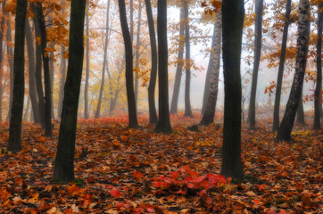 autumn forest. foggy morning in a picturesque autumn forest