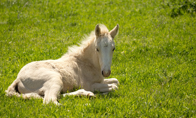 little horse lies on the green grass