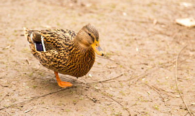 Duck on the ground in the park