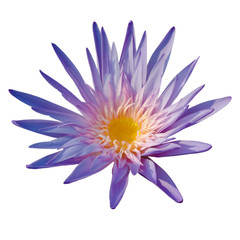Purple lotus flower in pool