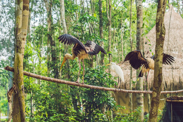 Wildlife and rainforest exotic tropical birds in a bird park