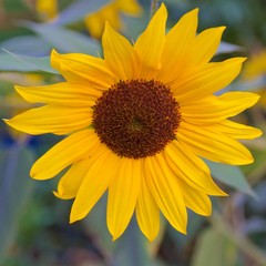 Fototapeta premium Big sunflower blooming in Croatia