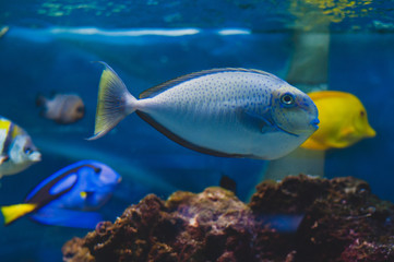 Fototapeta na wymiar Fish - Acanthurus bariene. Black-spot surgeonfish