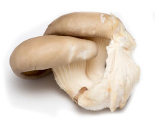 Fresh oyster mushrooms on a white background