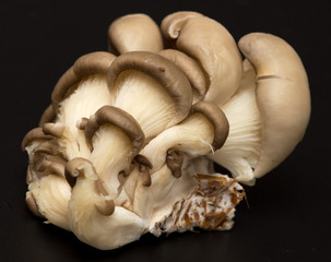 Fresh mushrooms oyster mushrooms on a black background
