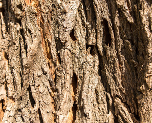 Old bark on a tree as a background