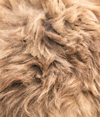 Wool of a fluffy cat as a background