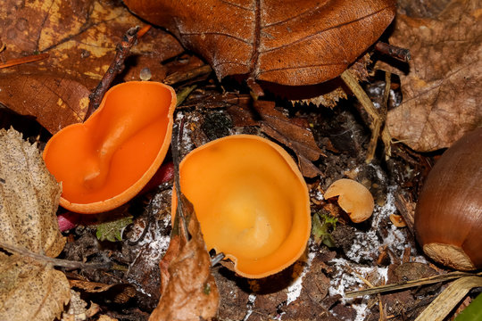 Pilz Orange-Becherling, Aleuria aurantia 