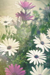 Osteospermum flowers at Sunny Day