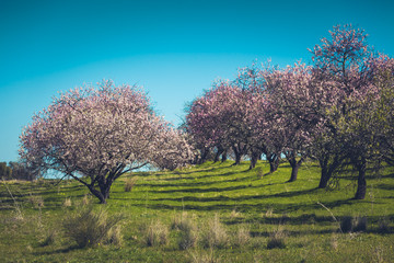 Pink Blooming Peach Trees at Spring
