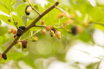 Mulberry berries on a tree in the nature