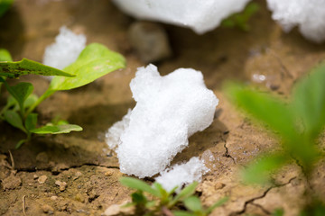Snow on the ground in nature in the spring
