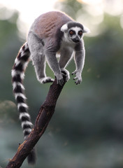 Fototapeta premium Single Lemur Katta - Ring-tailed Lemur in zoological garden