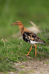 Single Ruff bird on grassy wetlands during a spring nesting period