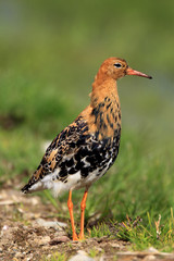 Single Ruff bird on grassy wetlands during a spring nesting period