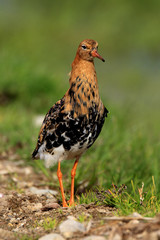 Single Ruff bird on grassy wetlands during a spring nesting period