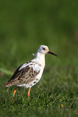 Single Ruff bird on grassy wetlands during a spring nesting period