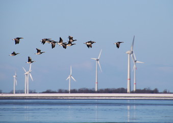 Gänse fliegen über den Dollard