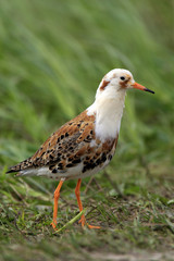 Single Ruff bird on grassy wetlands during a spring nesting period