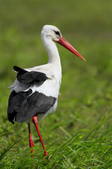 Single White Stork bird on a grassy meadow during the spring nesting period