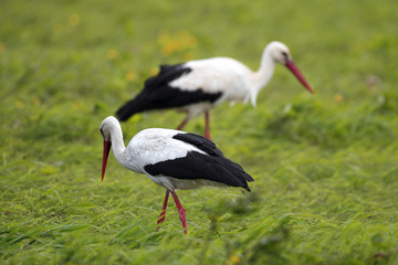 Fototapeta premium Pair of White Stork birds on a grassy meadow during the spring nesting period