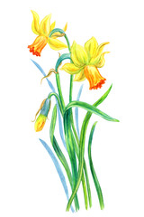 Yellow-orange daffodils, watercolor drawing on white background, isolated with clipping path. Spring flowers, hand drawing.