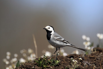 Single White wagtail bird on grassy wetlands during a spring nesting period